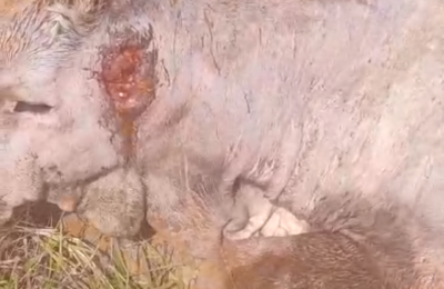 ALERTA: Ataques de cães matam caprinos, ovinos e agora ameaçam bovinos de pequeno porte na região