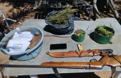 29º BPM localiza plantação de maconha e apreende arma artesanal em Ourolândia.