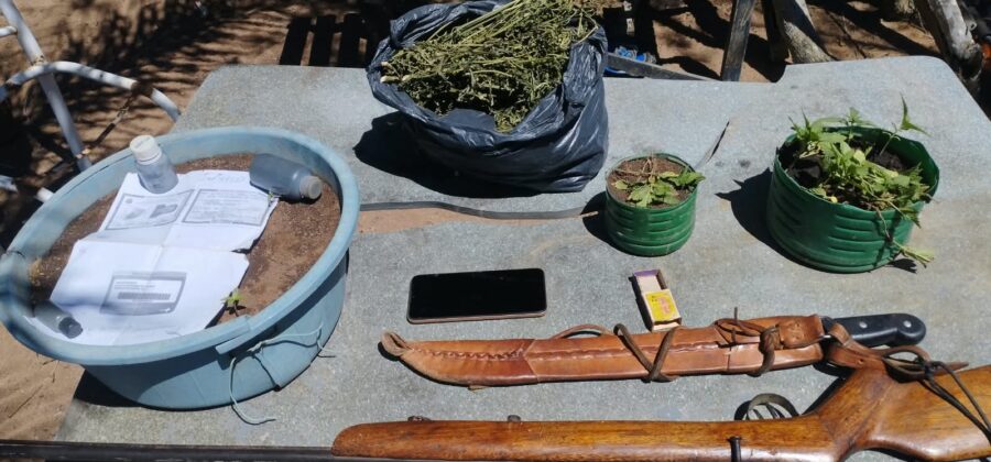 29º BPM localiza plantação de maconha e apreende arma artesanal em Ourolândia.