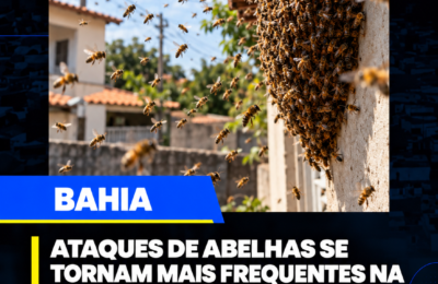 Ataques de abelhas se tornam mais frequentes na Bahia; especialistas explicam os motivos