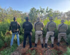 Operação Integrada erradica mais de 22mil pés de maconha e causa prejuízo milionário ao tráfico de drogas