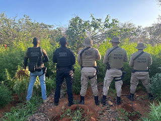Operação Integrada erradica mais de 22mil pés de maconha e causa prejuízo milionário ao tráfico de drogas