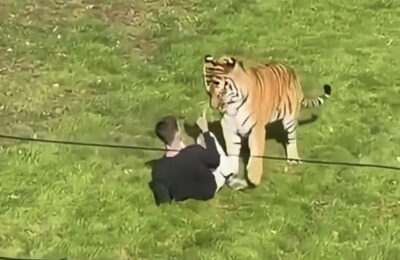 Homem morre após entrar eme recinto de tigre-siberiano empo zoológico na Inglaterra
