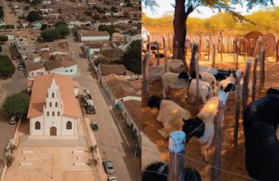 Ourolândia regulamenta lei contra abandono de animais e prevê multa de até R$ 2,6 mil para tutores